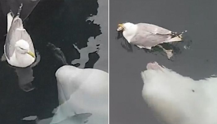 귀요미 갈매기 친구에 놀아달라 ‘궁디팡팡’ 애교 부리는 ‘장꾸’ 벨루가