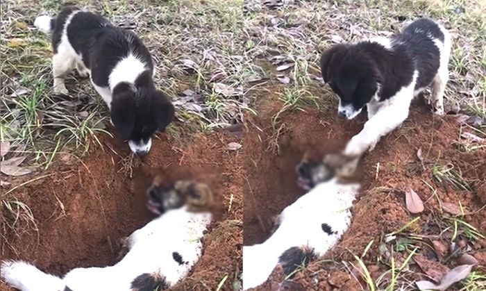 교통사고로 죽은 동생 땅에 묻자 ‘마지막’ 직감하고 애처롭게 울부짖는 형 강아지