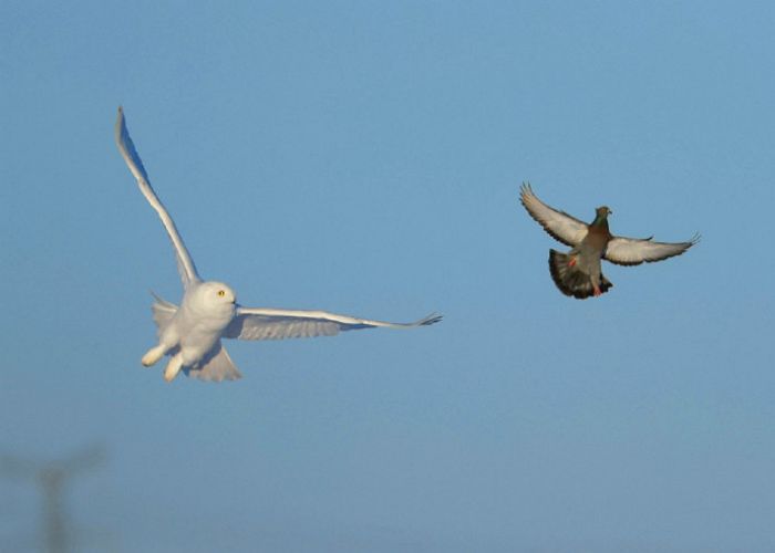 사냥하던 비둘기가 바닥에 떨어지자 죽을 때까지 침 흘리며 지켜본 올빼미