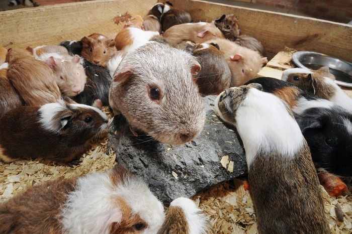 우리에서 탈출해 암컷 100마리 동시에 임신시킨 ‘난봉꾼’ 기니피그
