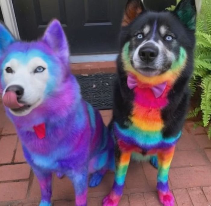 롤 챔피언 ‘소라카’ 만든다며 반려견 몸에 무지개 염색 테러한 ‘롤덕후’ 여성