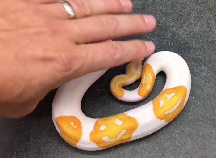 몸통에 ‘귀염뽀짝’ 스마일 이모티콘 그려진 초희귀 뱀이 나타났다