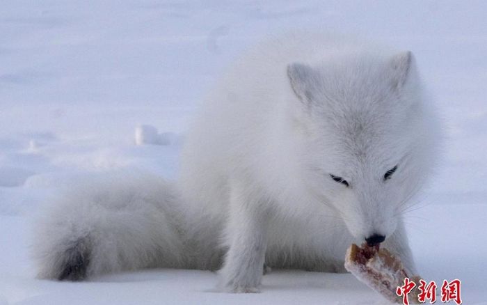 굶주림에 지쳐가다 사람이 준 달콤한 ‘케이크’ 처음 맛본 북극여우 현실 표정