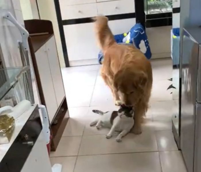 냥이가 가게 ‘입틀막’ 하고 있자 잽싸게 뛰어와 목덜미 잡고 들어가는 리트리버