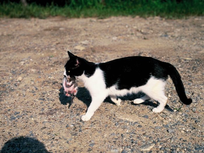 “우리 아가가 아파요”···아픈 아기냥 물고 집사 운전석에 뛰어든 엄마 고양이