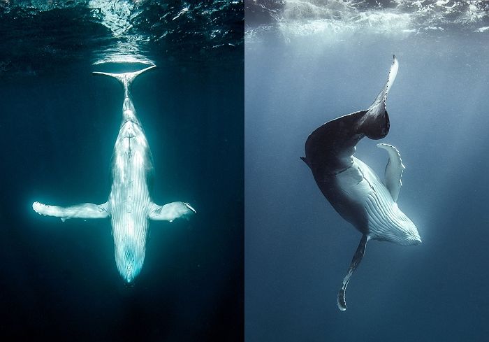 자기 찍고 있는 카메라 포착하고 ‘수준급 댄스 실력’ 선보이는 초거대 혹등고래 (영상)