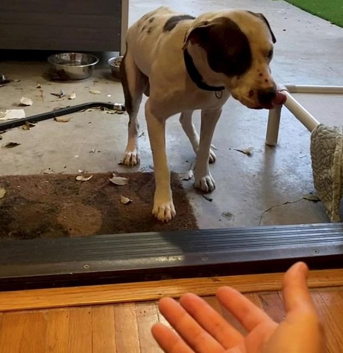 평생 차가운 길바닥서 자다 난생처음 ‘따뜻한 방바닥’ 밟은 유기견의 짠한 반응