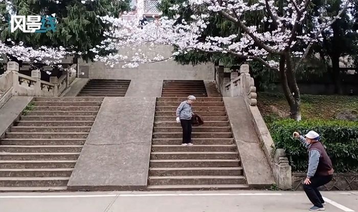 아내 ‘벚꽃 인생샷’ 찍어주려 아픈 무릎 부여잡고 열일한 ‘사랑꾼’ 할아버지