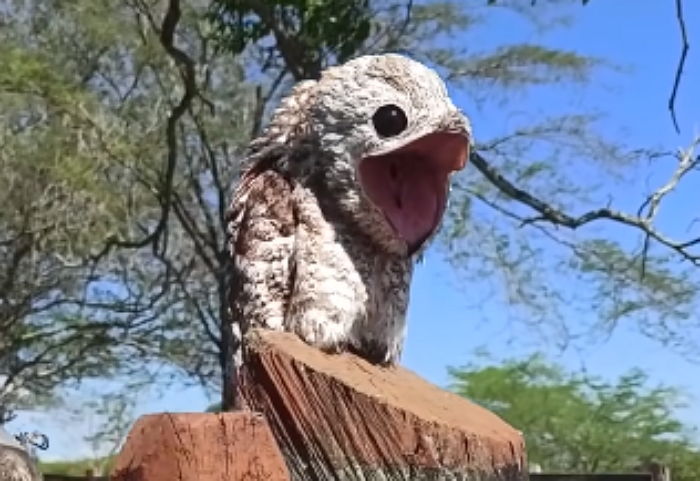 ‘커다란 눈+쩍벌 입’의 공포 비주얼로 보는 사람마다 깜짝 놀란다는 ‘희귀 새’ (영상)