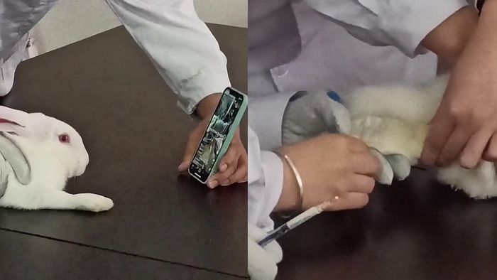 주사 맞기 싫어하는 ‘실험실 토끼’ 스마트폰으로 유혹해 바늘 꽂는 중국 의대생들