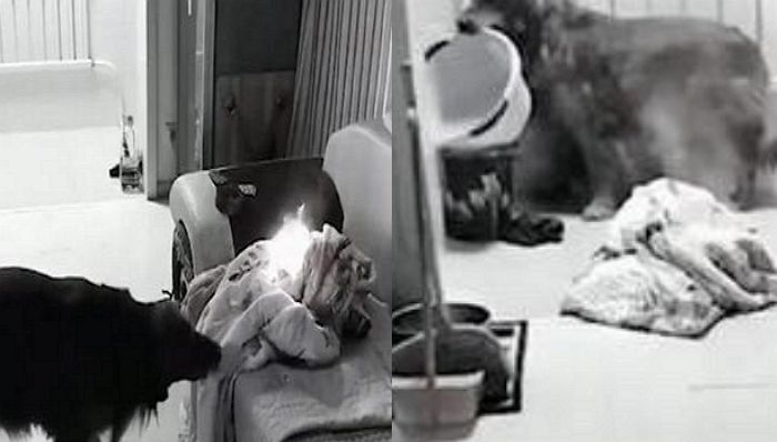 불붙은 담요 발견하고 물그릇으로 가져가 주인님 전 재산 지켜준 리트리버 댕댕이