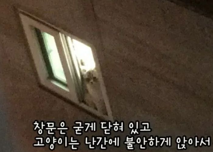 반려묘 3층 창문 밖에 가둬 하루동안 고문하고 다음날 밀어버린 고등학생