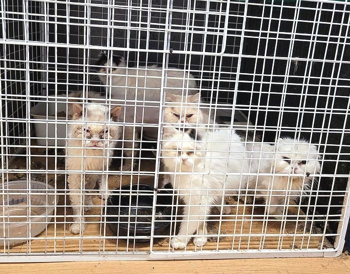 “죽은 새끼와 어미 한 우리에 넣어뒀다”…고양이 무허가 번식장의 충격적인 실태