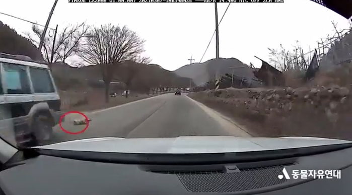 경북 상주서 차량 뒤 편에 개 묶어 시속 80km로 질주한 갤로퍼 차주