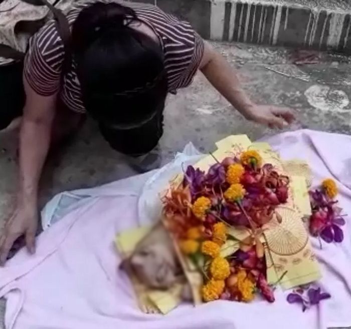 ‘동네 마스코트’ 유기묘 독살당하자 눈물 흘리며 ‘꽃 장례식’ 치러준 주민들
