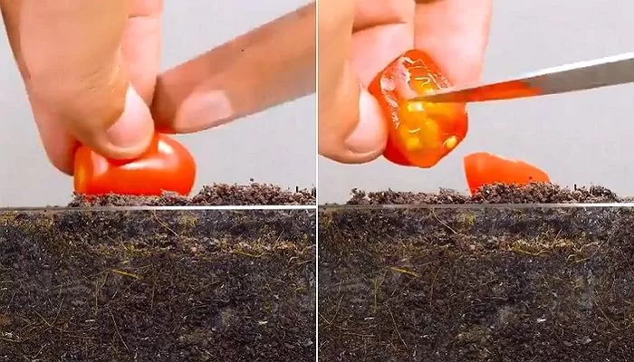 인사이트
