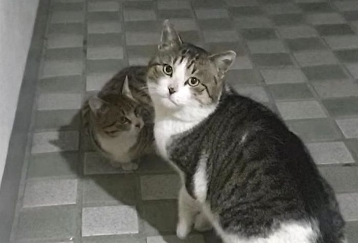밥 챙겨주던 집사에게 새끼 데리고 온 아빠 길냥이···뒤도 돌아보지 않고 홀로 떠났다 (영상)