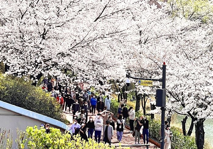 ‘전면 통제’ 하루 앞둔 잠실 석촌호수 벚꽃길에 몰려든 사람들