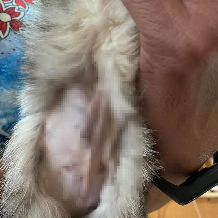 “우리집 냥이가 ‘췌장염’이라 오진한 수의사 때문에 수술 후 목숨을 잃었습니다”