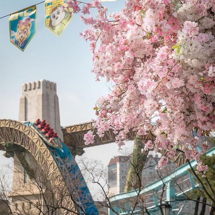 ‘벚꽃’ 만개해 분홍빛으로 물든 롯데월드 어드벤처 근황