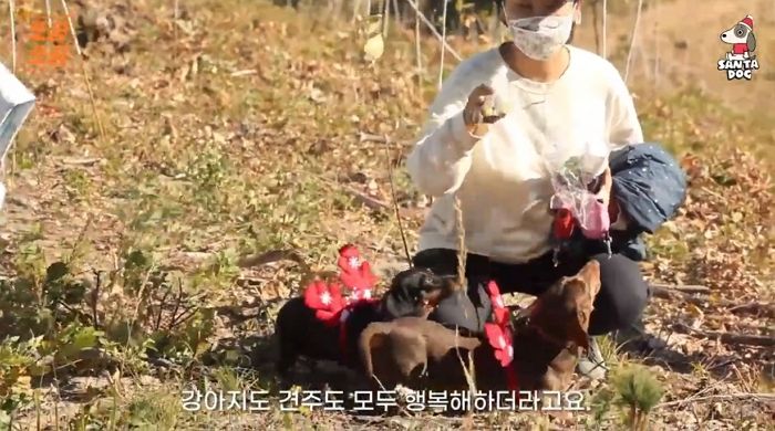 ‘최악의 화재’로 새까맣게 타버린 강원도 산 푸르게 되살린 어벤져스 댕댕이들