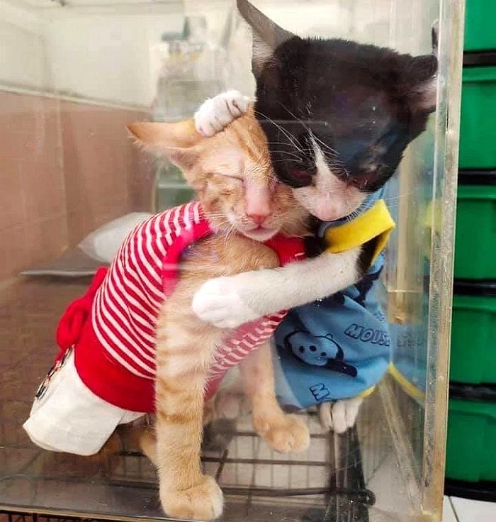 헤르페스 걸려 아프면서도 병원 무서워하는 동생 꽉 안아주는 오빠 고양이