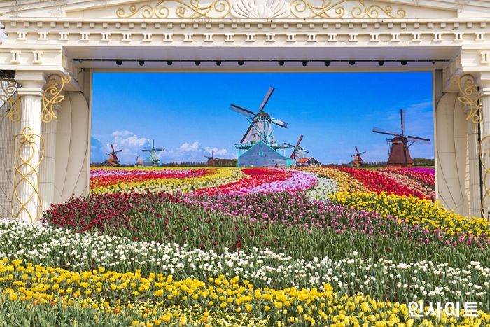 에버랜드, 튤립으로 만개한 네덜란드 인연