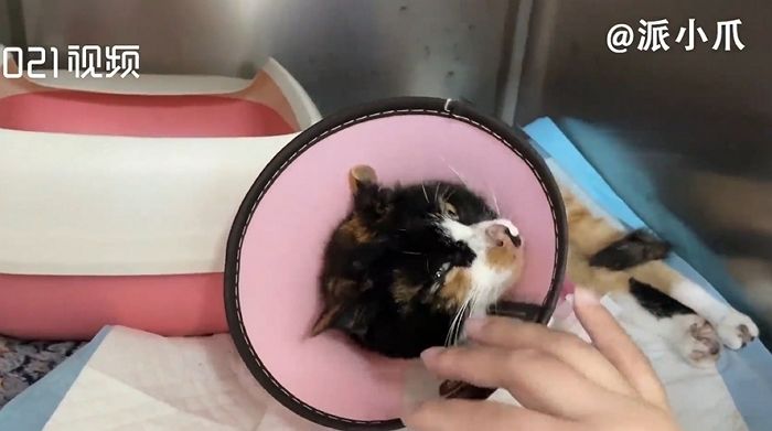 입양 보낸 길고양이가 식음 전폐하자 병원 데려간 구조자가 공개한 엑스레이 사진