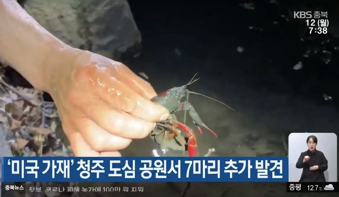 토종가재 위협하는 생태교란종 ‘미국 가재’ 충청권서 첫 발견