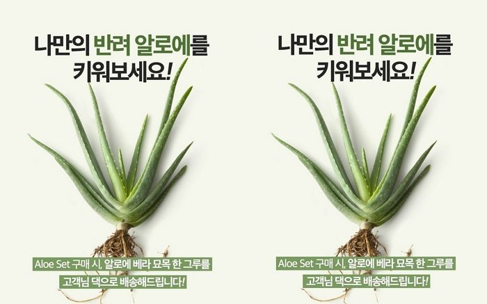 김정문알로에, 알로에 베라 묘목 증정 이벤트 실시