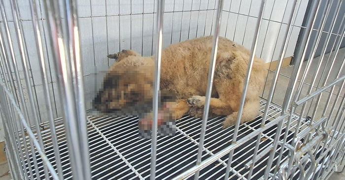 “불난 집서 홀로 살아남고도 17일 동안 치료 못 받아 고통받고 있는 ‘아톰이’를 도와주세요”