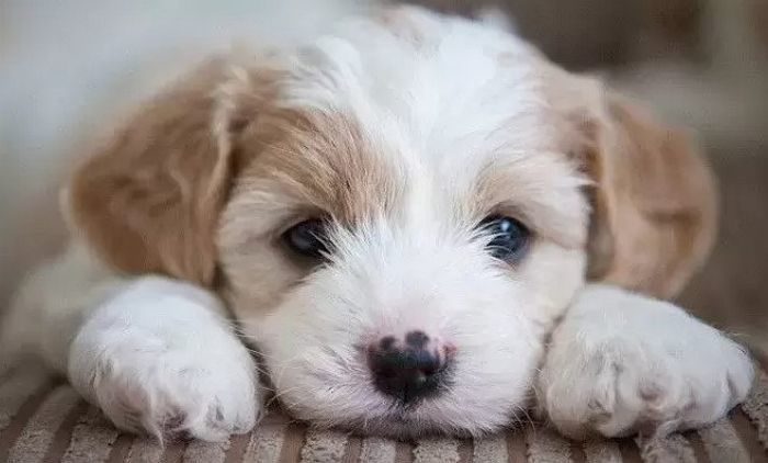 우리집 댕댕이 ‘왼발잡이vs오른발잡이’인지 확인하는 방법