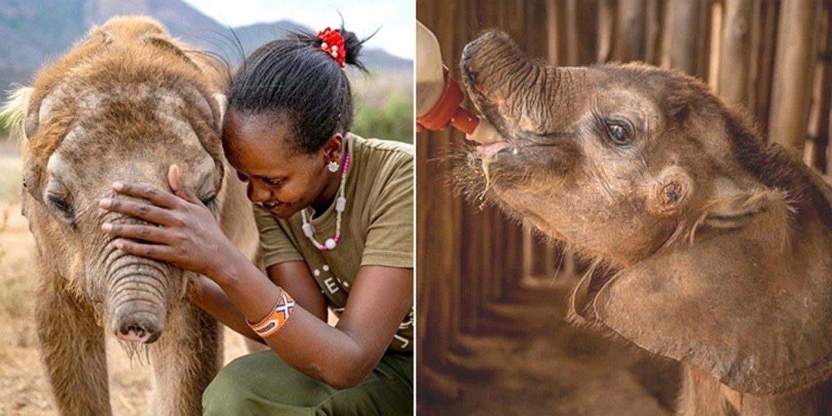 Rescue team tending to the injured baby elephant