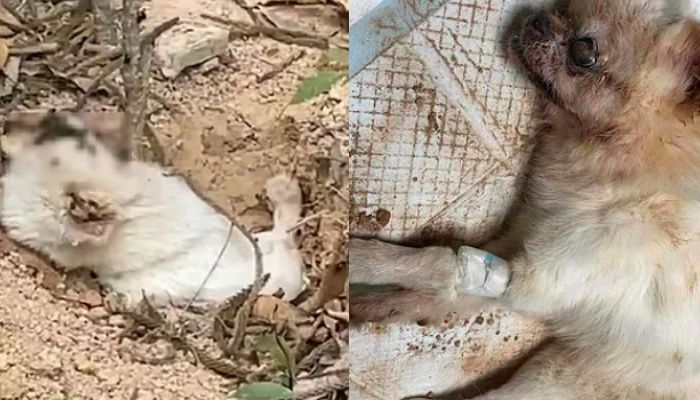 늙고 병들었다는 이유로 17년간 키운 반려견 산 채로 묻어버린 주인