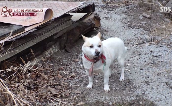 집주인 아저씨 1년 전 돌아가셨는데 빈집서 계속 ‘주인’ 기다리는 멍멍이 (영상)