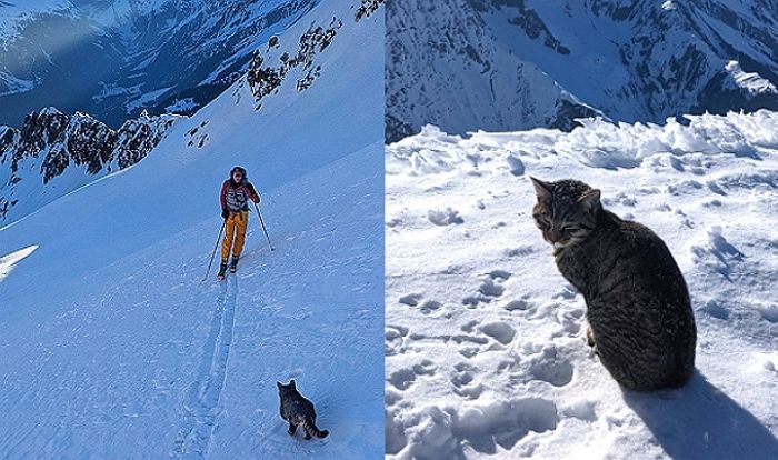 호기심에 사람들 졸졸 쫓아갔다가 해발 3000m 산꼭대기 등반 성공한 고양이