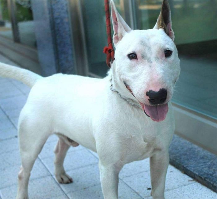 산책할 때마다 인사 나누던 이웃 주민에게 끌려가 잡아먹혔던 반려견 ‘순대’