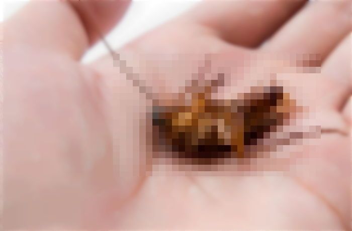 얼마 주면 바퀴벌레 먹을 수 있냐는 딸의 질문에 아빠가 한 대답