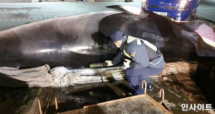 군산 바다서 그물에 걸린 6.9m 밍크고래 사체 발견해 7000만원 벌어들인 어부