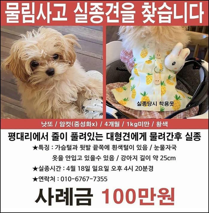 제주도에서 목줄 풀린 대형견한테 물려간 4개월 된 아기 ‘말티푸’를 찾습니다