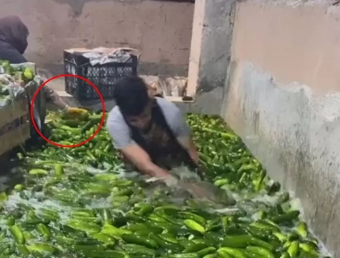 중국 김치공장과 달리 온몸으로 오이 세척하는 ‘피클 공장’ 영상에 ‘논란’ 1도 없는 이유