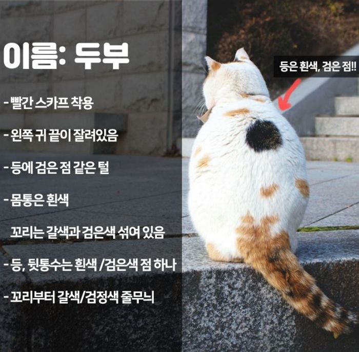 “빨간 스카프 매고 다니는 ‘국민대 수호냥’ 두부가 실종됐습니다”