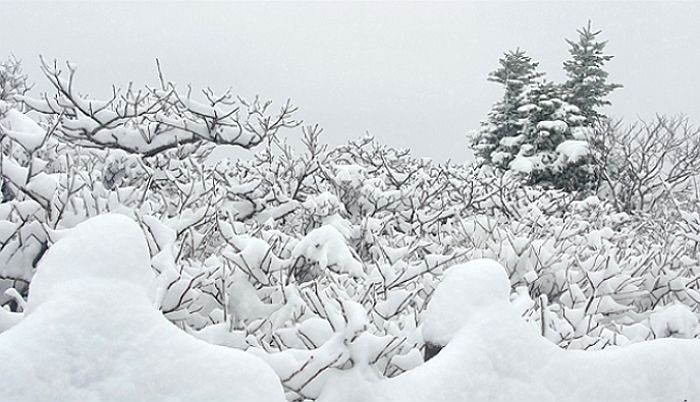 초여름 시작되는 ‘5월’, 눈 잔뜩 내린 어제(1일)자 ‘설국’ 강원도 상황