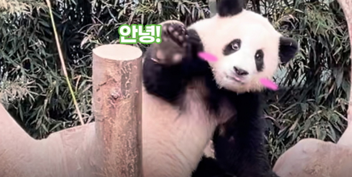 어린이날 맞아 '에버랜드' 아기 판다 푸바오가 받은 선물 ...