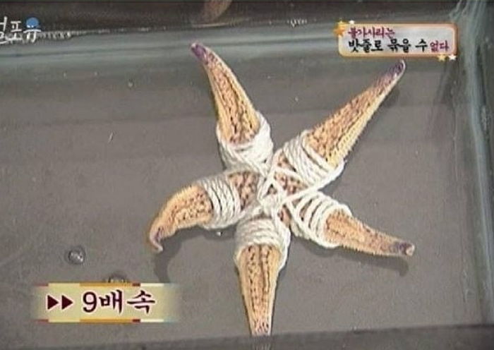 불가사리 밧줄로 절대 묶을 수 없다는 말에 직접 실험해본 결과 (영상)