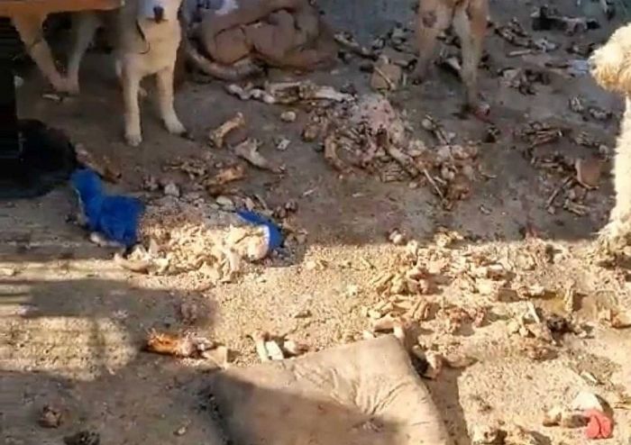 장애인 여성 못 도망가게 ‘문신’ 새겨놓고 개농장에서 ‘노예’로 부린 남성