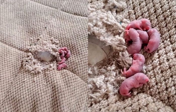 “여행 갔다 돌아오니 제 침대 속에 아기 쥐 6마리가 꼬물대고 있었습니다”
