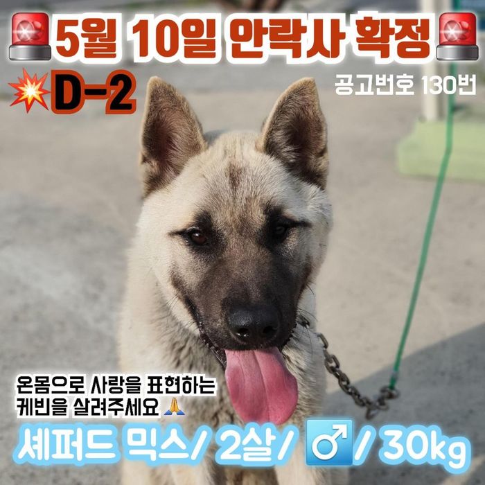 “내일(10일)이 되면 ‘안락사’ 당하는 홍성군 유기견들을 살려주세요”
