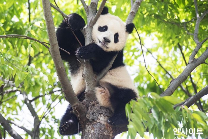 에버랜드, 아기판다 ‘푸바오’ 글로벌 팬심 잡았다