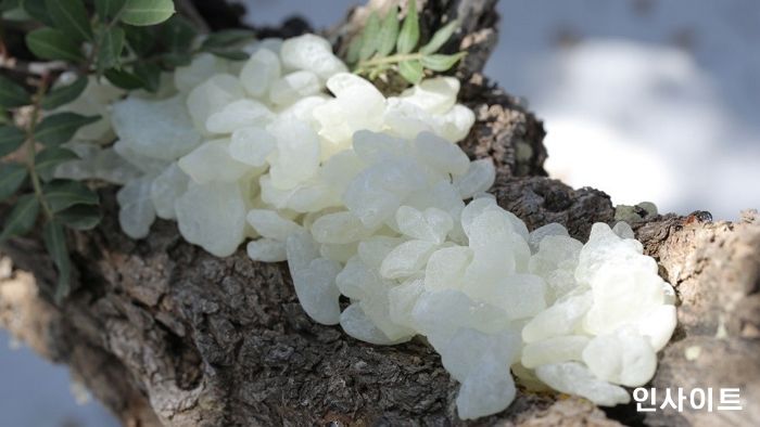 프롬바이오, 매스티나 프리미엄 라이프 케어 제품 4종 출시